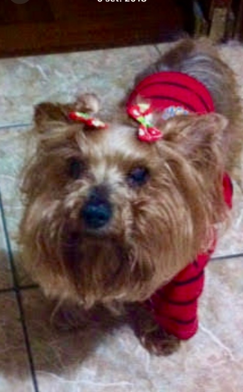 Brownie of the luzcas1106 family