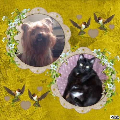 Brownie of the luzcas1106 family