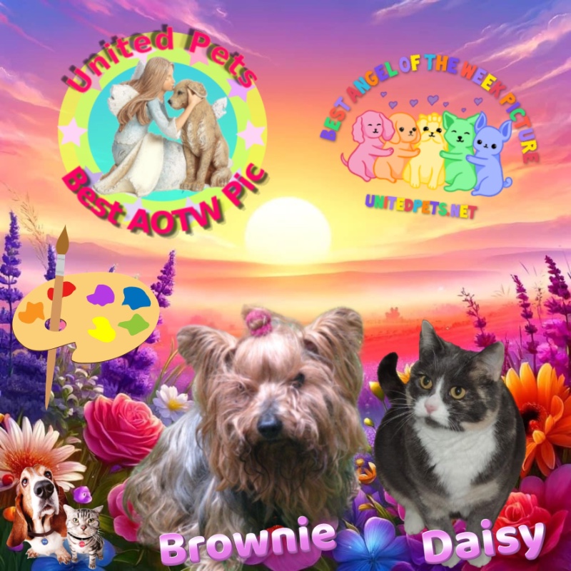 Brownie of the luzcas1106 family