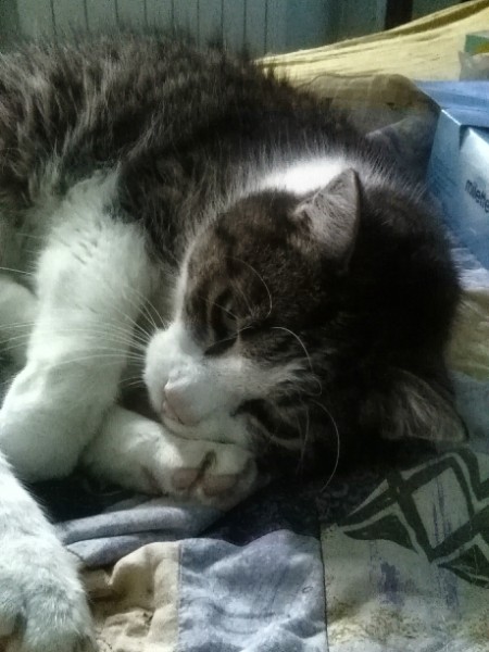 Bazylek of the marianka family