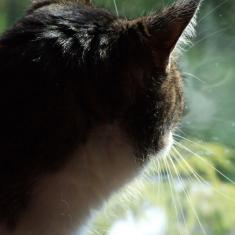 Bazylek of the marianka family