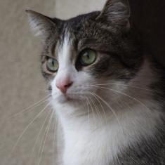 Bazylek of the marianka family