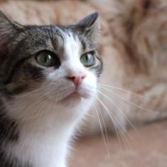 Bazylek of the marianka family