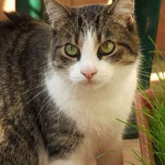 Bazylek of the marianka family