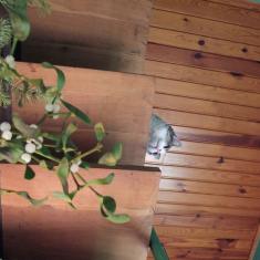 Bazylek of the marianka family