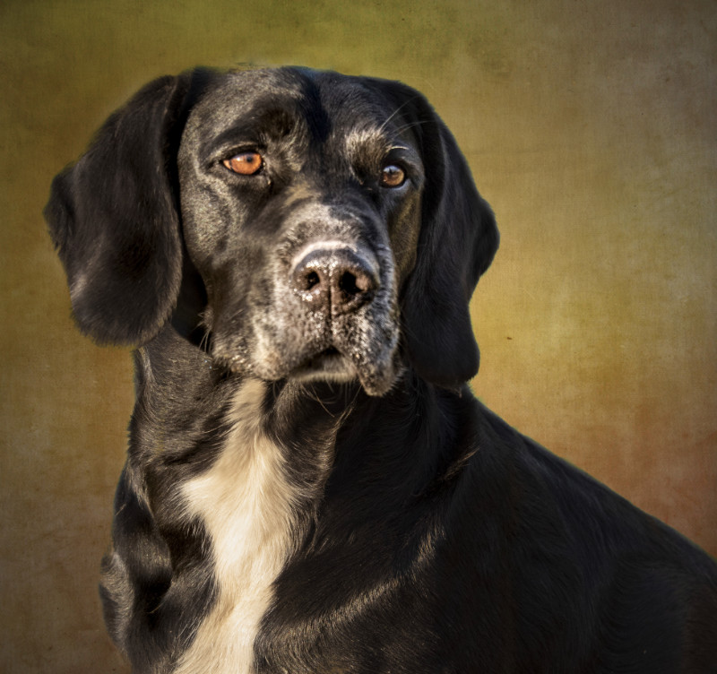 Volt of the marketa family