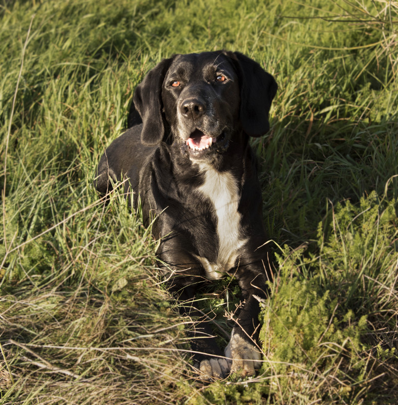 Volt of the marketa family