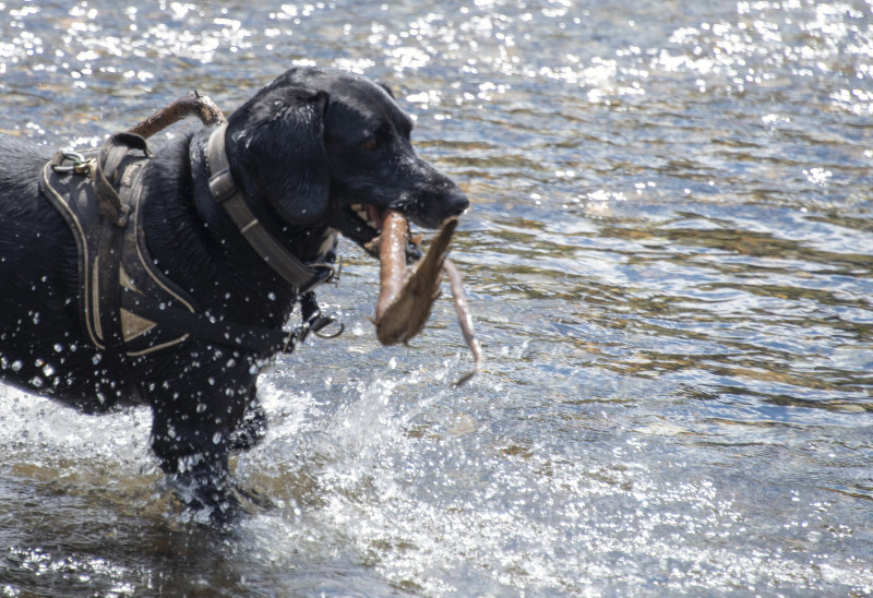 Volt of the marketa family