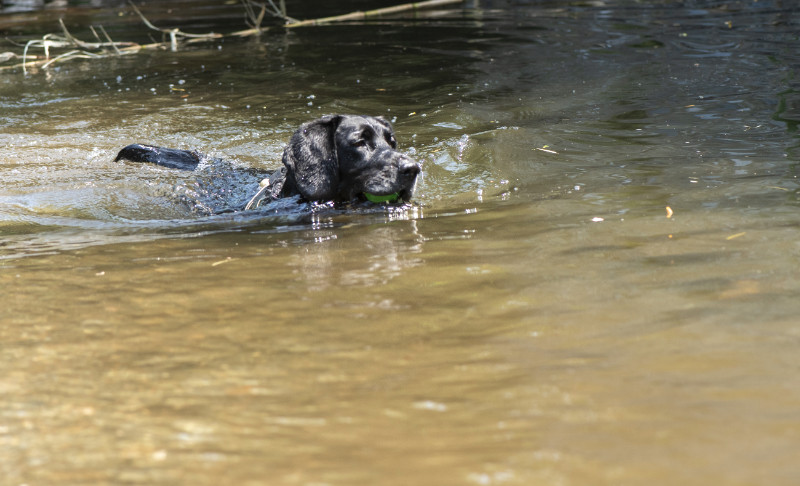 Volt of the marketa family