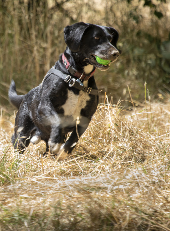 Volt of the marketa family