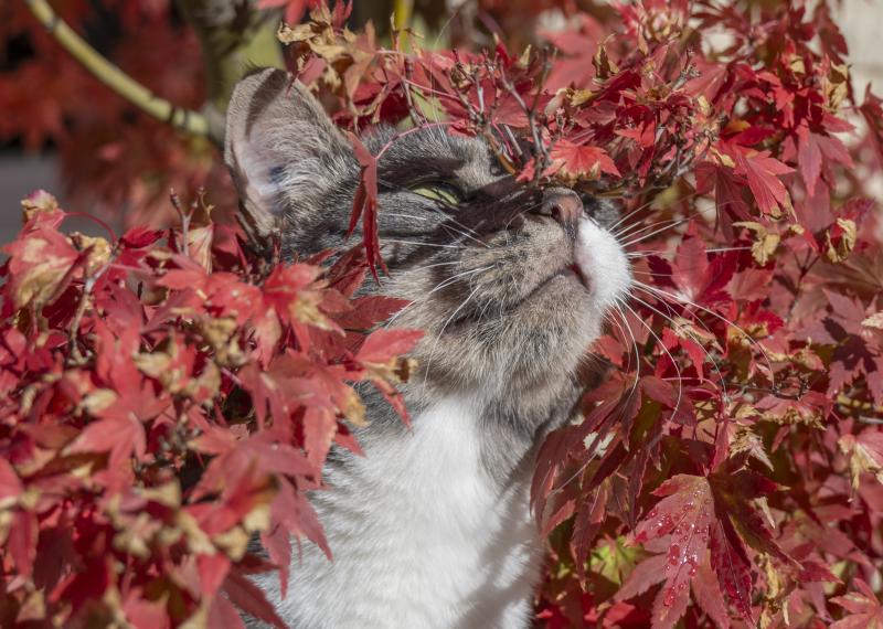 Smokey of the marketa family