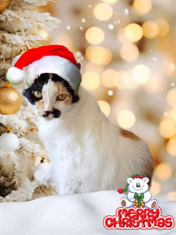 Kitty of the moka1961 family