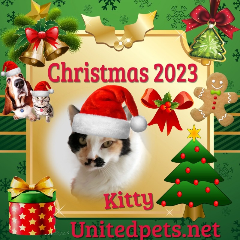 Kitty of the moka1961 family