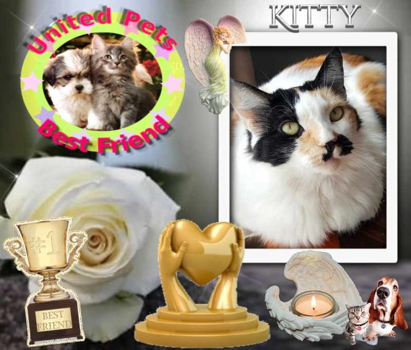 Kitty of the moka1961 family