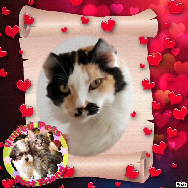 Kitty of the moka1961 family