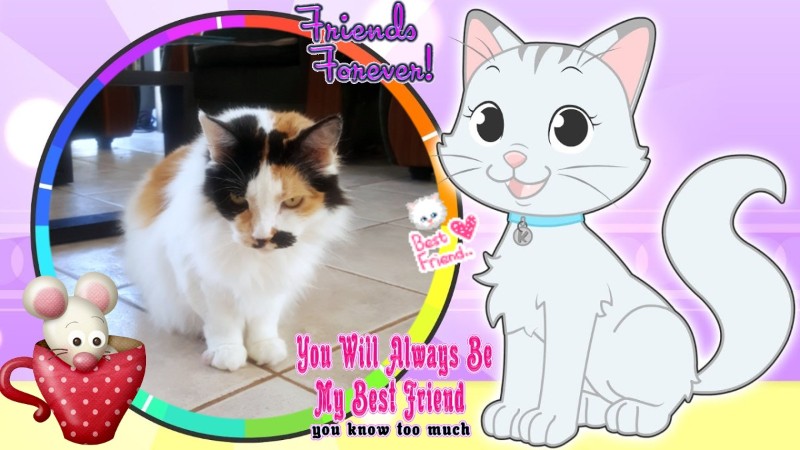 Kitty of the moka1961 family