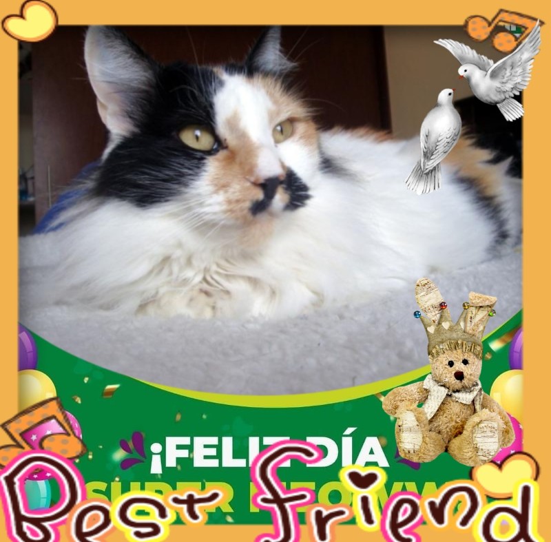 Kitty of the moka1961 family