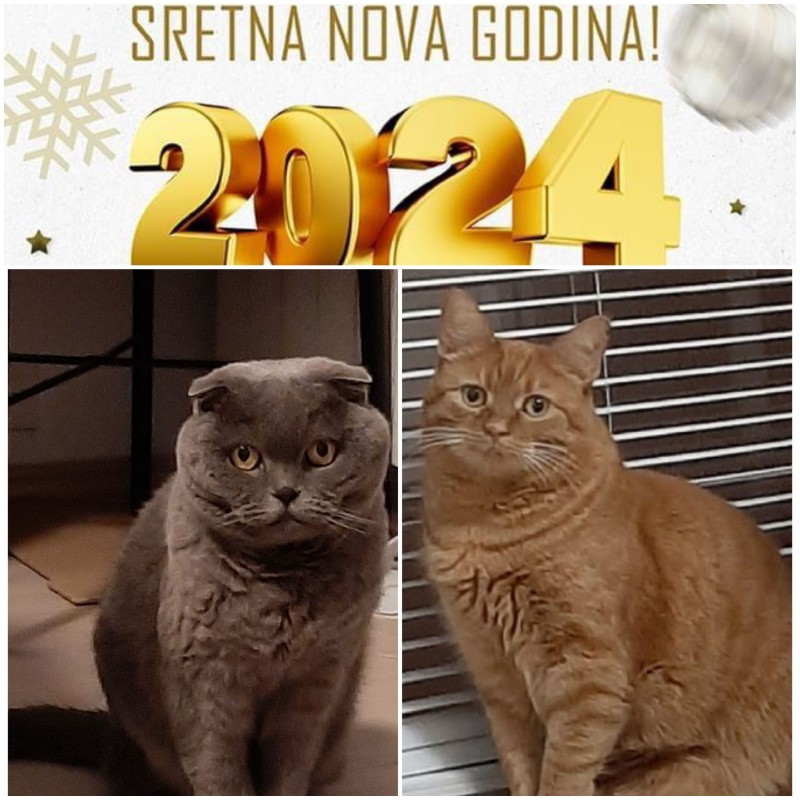 Wall-e of the moka1961 family