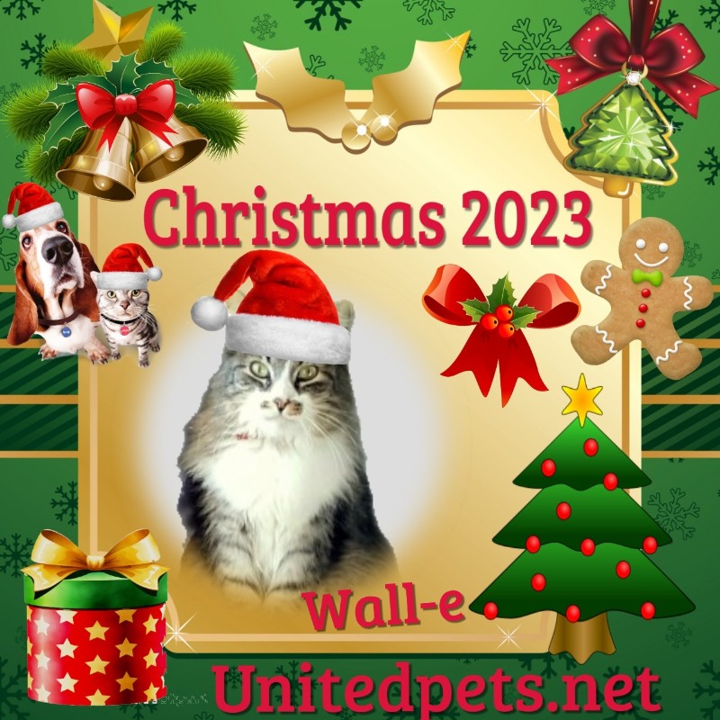 Wall-e of the moka1961 family