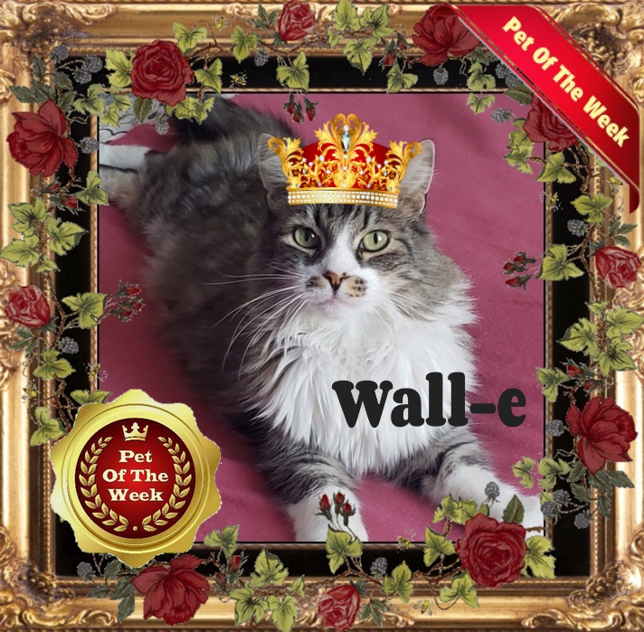 Wall-e of the moka1961 family