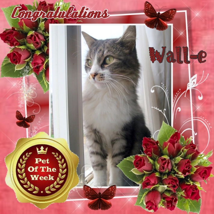 Wall-e of the moka1961 family