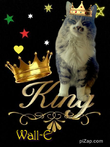 Wall-e of the moka1961 family