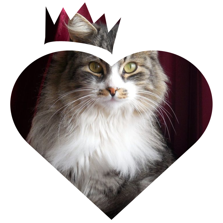 Wall-e of the moka1961 family