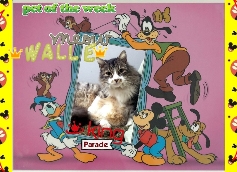 Wall-e of the moka1961 family