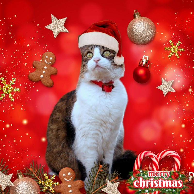 Feliz of the moka1961 family