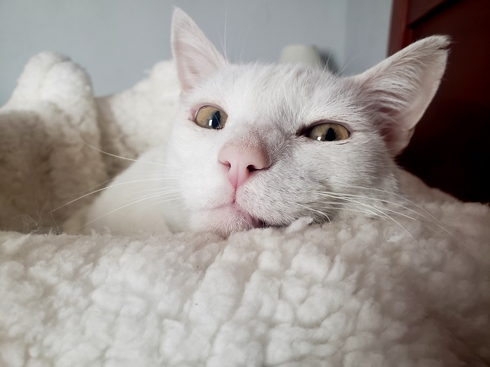 moka1961 uploaded   3 year/s ago