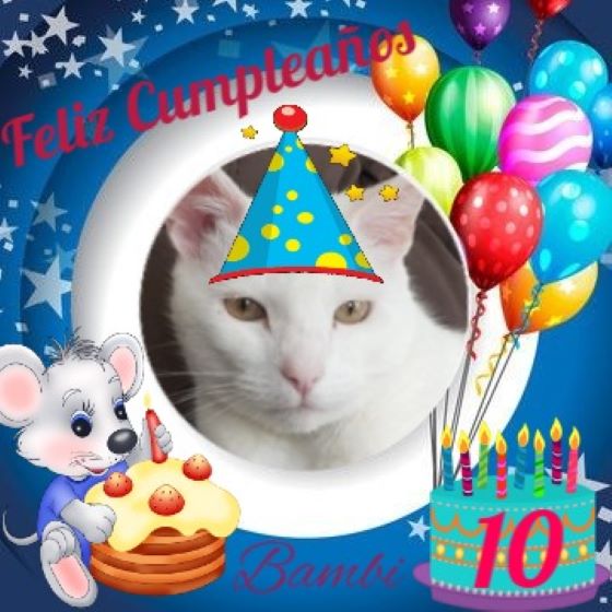 Bambi of the moka1961 family