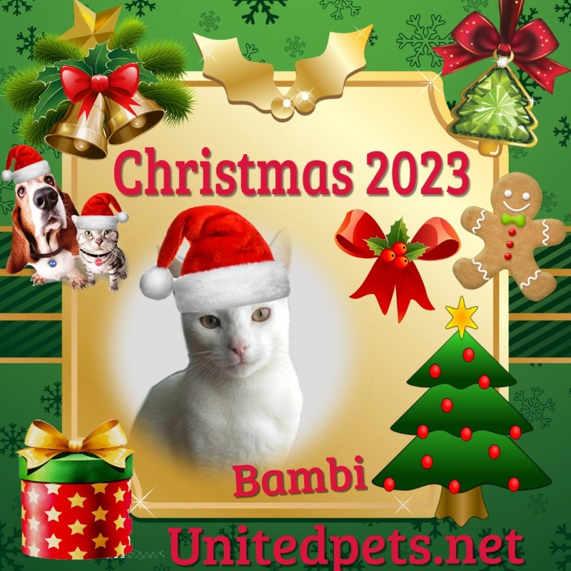 Bambi of the moka1961 family