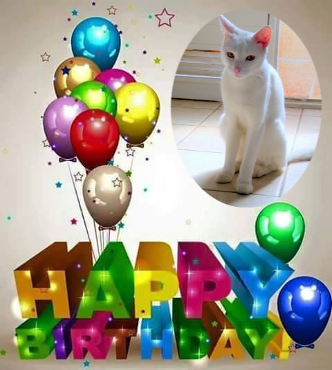 Bambi of the moka1961 family