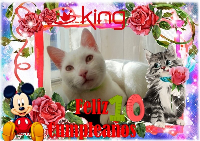 Bambi of the moka1961 family