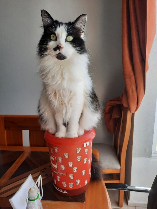 moka1961 uploaded   5 year/s ago