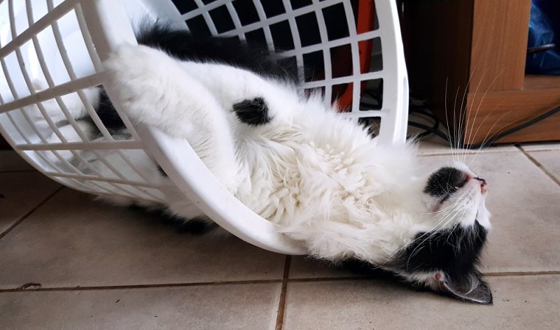 moka1961 uploaded   5 year/s ago