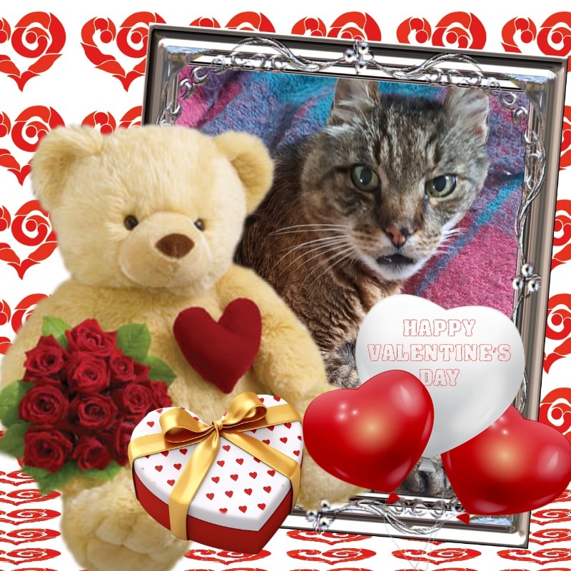 Copain of the nyssen family