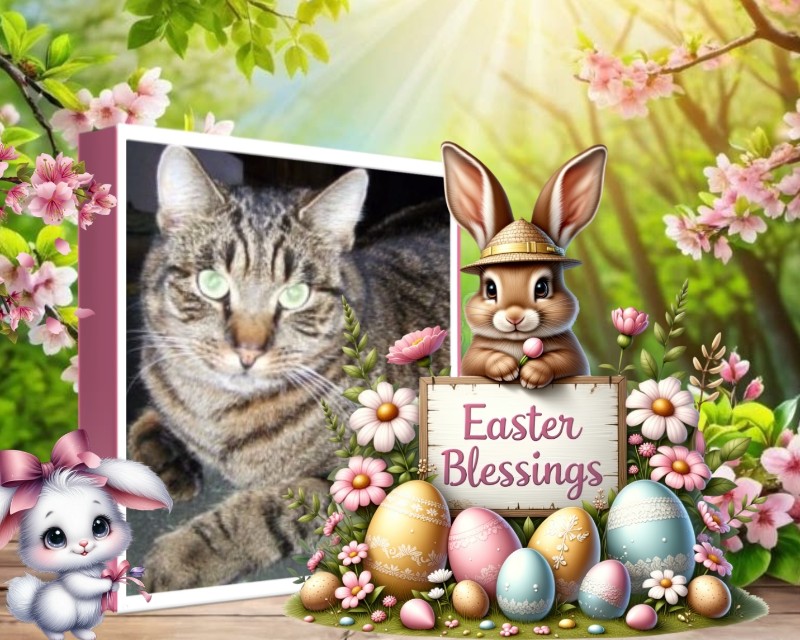 Copain of the nyssen family