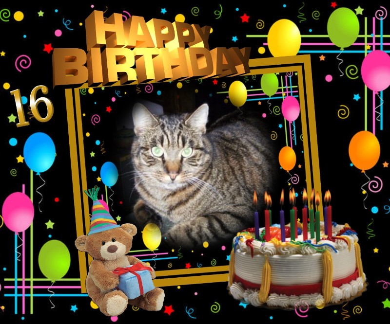 Copain of the nyssen family