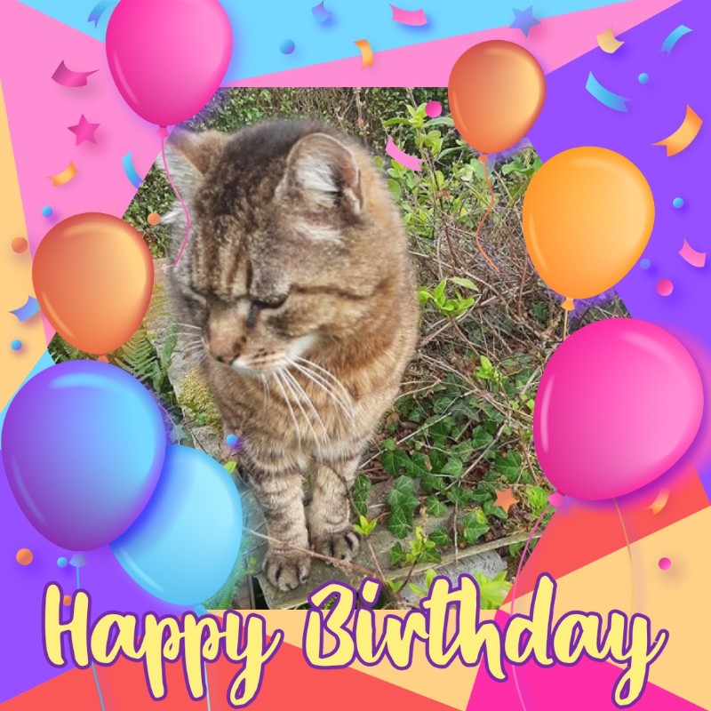 Copain of the nyssen family