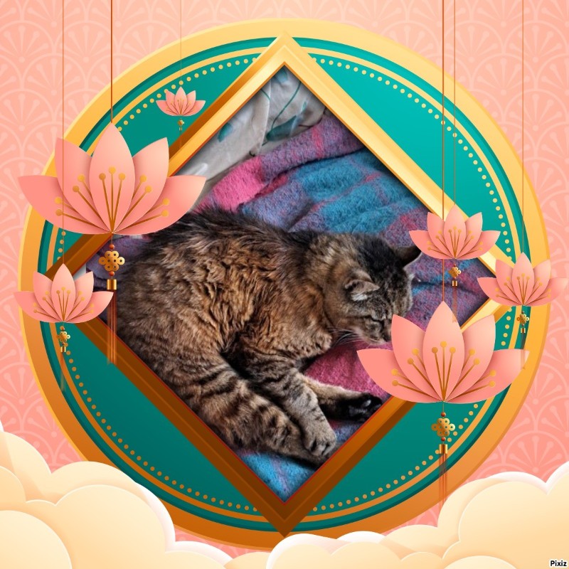 Copain of the nyssen family