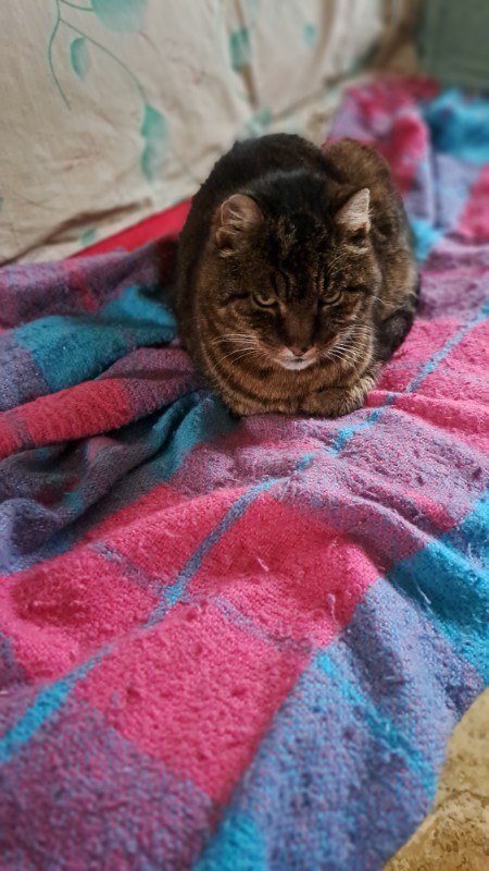 Copain of the nyssen family