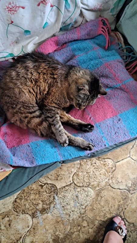 nyssen uploaded   227  day/s  ago