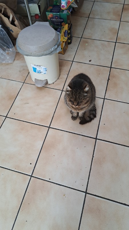 Copain of the nyssen family