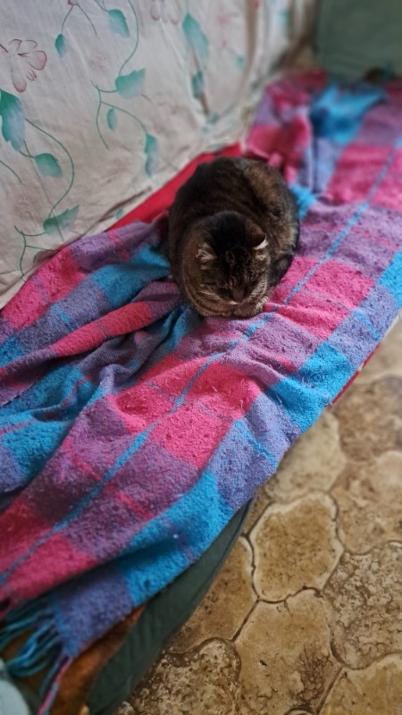 Copain of the nyssen family