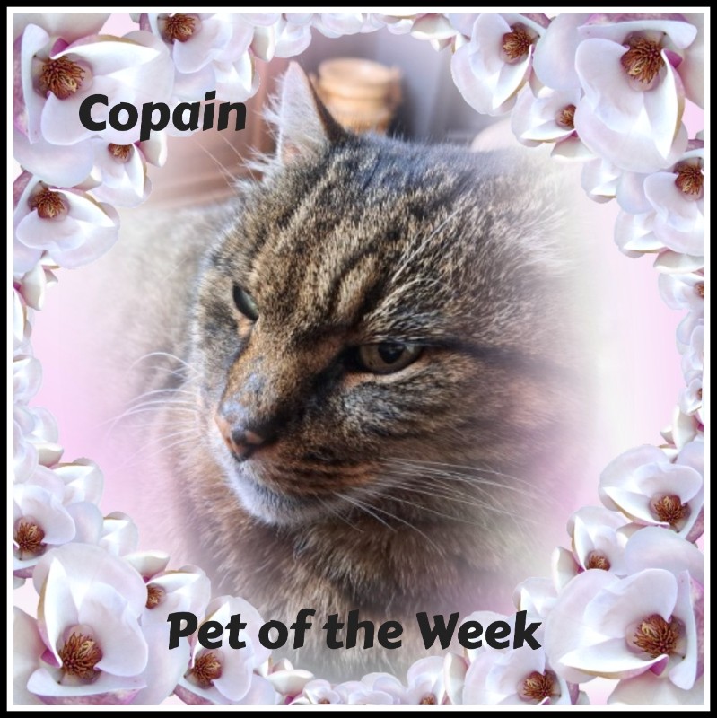 Copain of the nyssen family