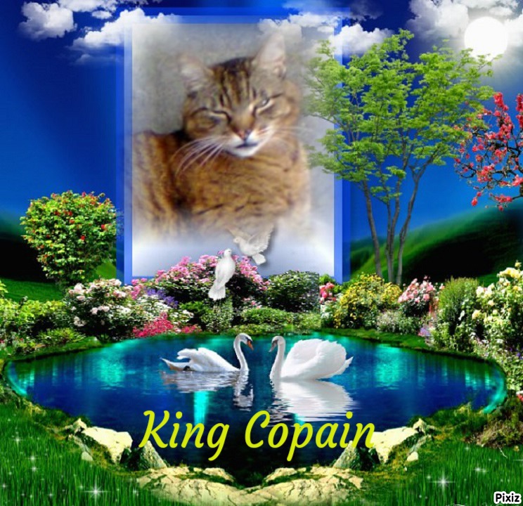 Copain of the nyssen family