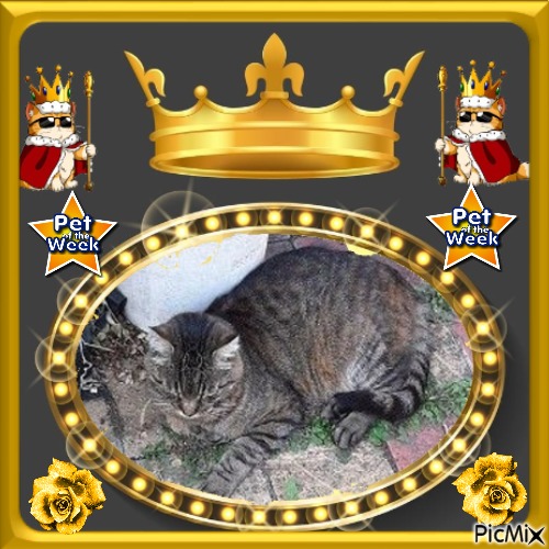 nyssen uploaded   16  day/s  ago