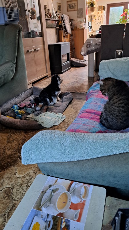 Copain of the nyssen family