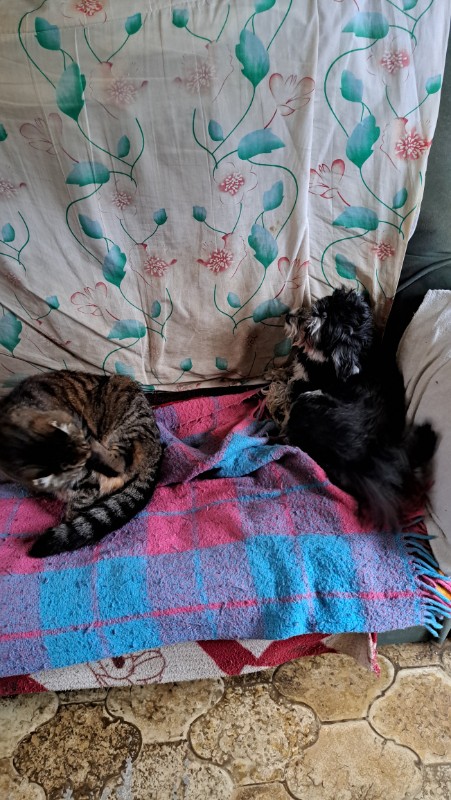 nyssen uploaded   1 year/s ago